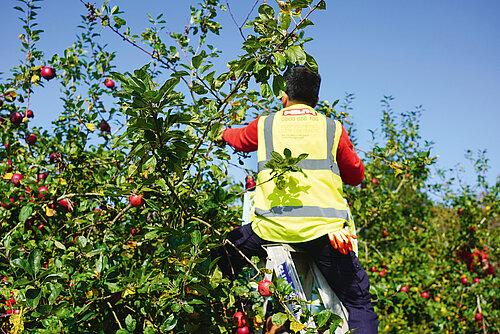 Photo: Hilti: A man in a yellow HILTI jacket sits on a ladder in an apple tree.